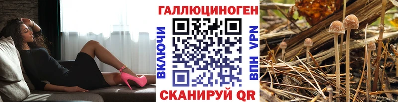 Псилоцибиновые грибы GOLDEN TEACHER  даркнет наркотические препараты  Невель 